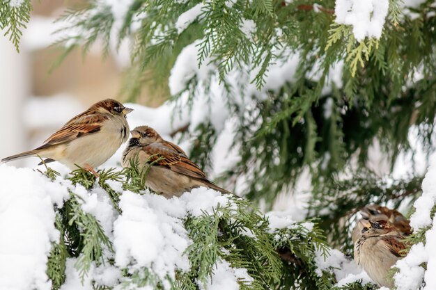 Soft focus di passeri arroccato su un cipresso con la neve