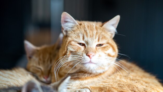 Soft focus di un gatto marrone con gli occhi leggermente aperti