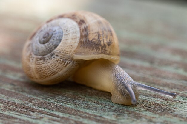 Soft focus di una lumaca che striscia sulla pavimentazione in legno