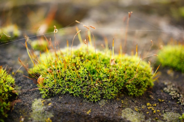 Soft focus di una macchia di muschio con fili di tela, su una roccia