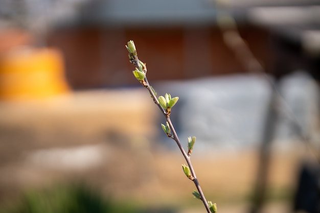 Soft focus di uno stelo di una pianta con germogli