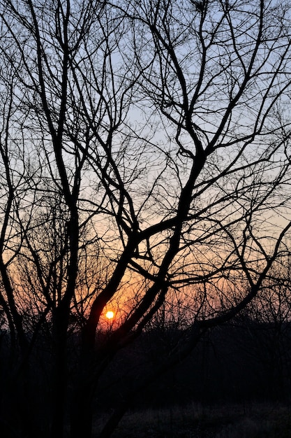 &quot;Sole che scende tra alberi senza foglie&quot;