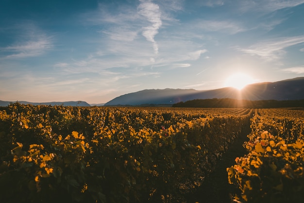 Sole che tramonta dietro le montagne e copre la vigna con la luce