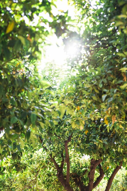 Sole splendente dietro gli alberi della foresta