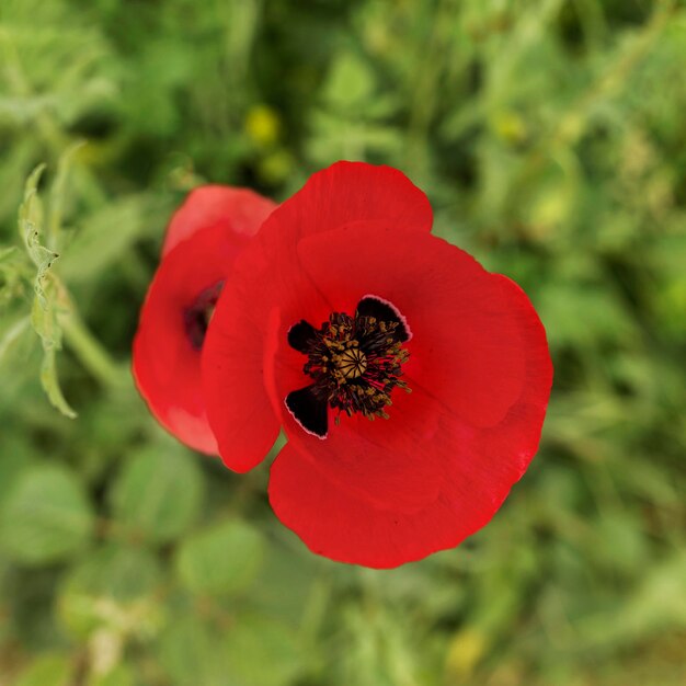 Sopra la vista bellissimo fiore rosso