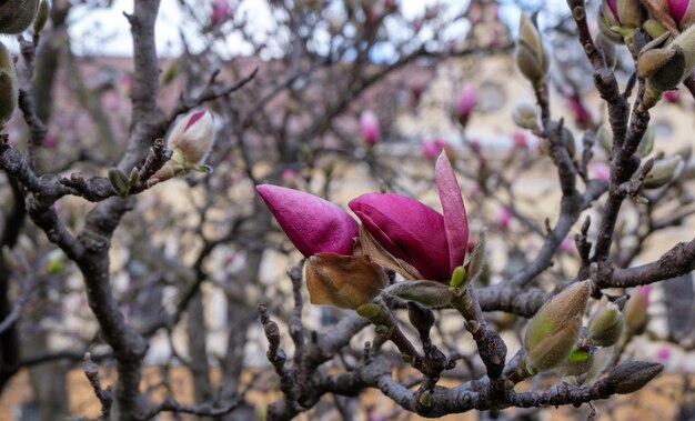 Sorprendente fioritura di magnolia rosa nel posto centrale isolato