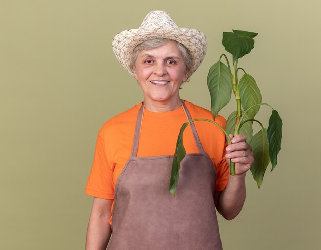 Sorridente giardiniere donna anziana che indossa cappello da giardinaggio che tiene ramo di piante isolato su parete verde oliva con spazio copia