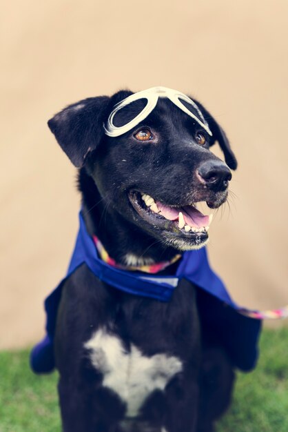 Sorridere canino sveglio dell&#39;amico del cane