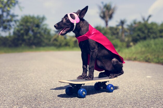 Sorridere canino sveglio dell&#39;amico del cane