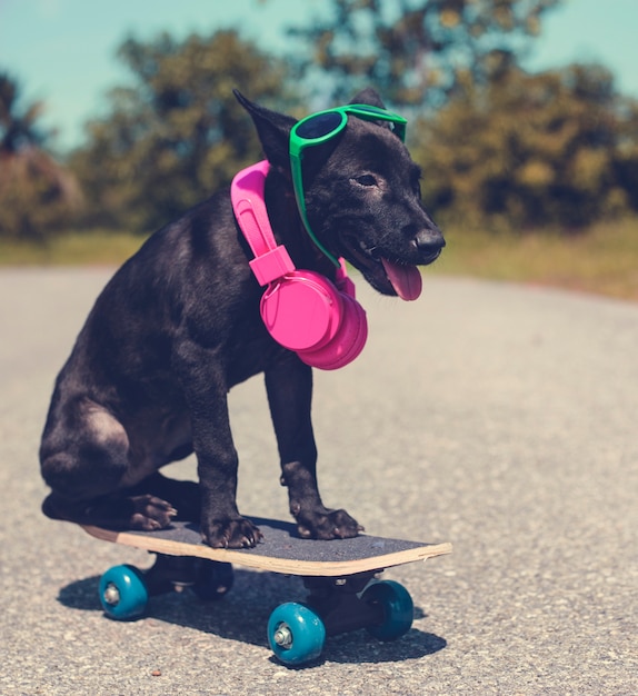 Sorridere canino sveglio dell&#39;amico del cane