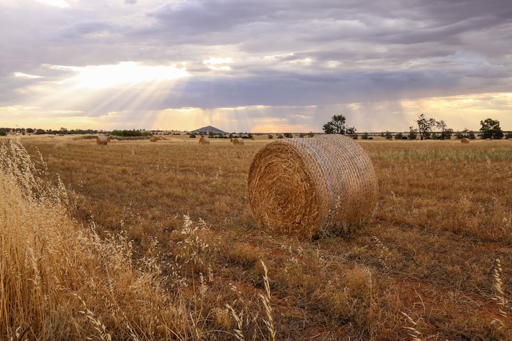 Foto gratuito sparato da un campo di fieno