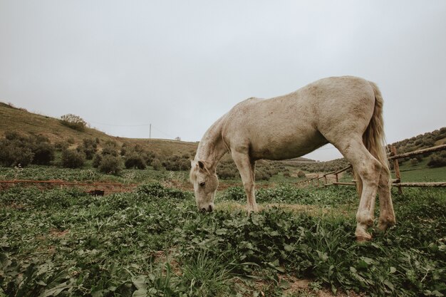 Sparato di un cavallo bianco che pasce sul campo di erba verde