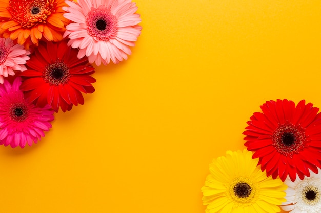 Spazio arancione della copia e fiori della margherita della gerbera