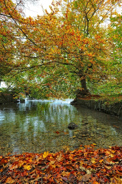 Specchio d'acqua vicino a un albero durante il giorno