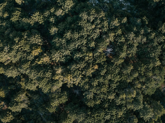 Spettacolo full frame di conifere verdi