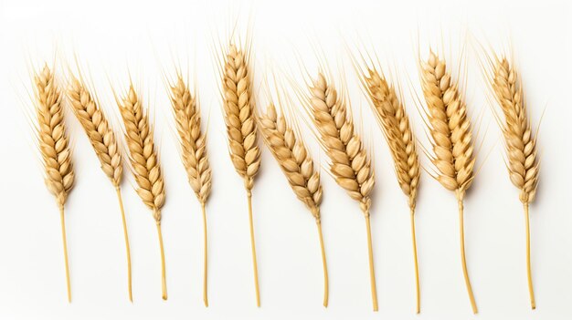 Spezie di grano su sfondo bianco