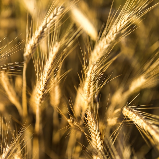 Spezie dorate del primo piano del grano