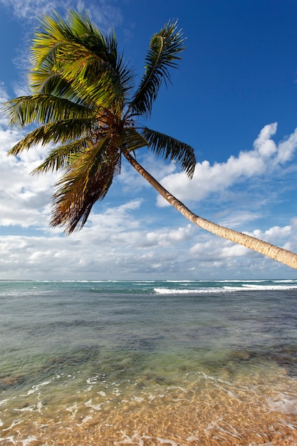 Spiaggia caraibica con palme e cielo blu