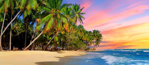 Spiaggia con albero di cocco al tramonto