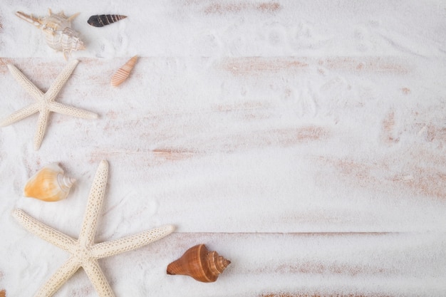 Spiaggia con un sacco di conchiglie e stelle marine.