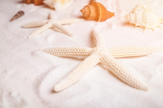 Spiaggia con un sacco di conchiglie e stelle marine.