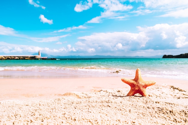 Spiaggia estiva con stelle marine