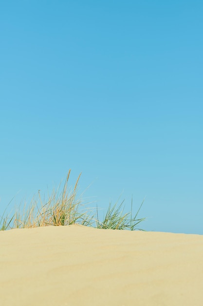 Spiaggia selvaggia verticale sparato sabbia e luminoso cielo estivo blu erba sulla cresta di una duna vacanza al mare sfondo idea o screensaver per la pubblicità