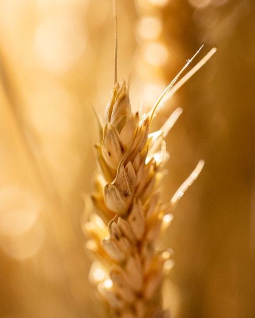 Spiga di grano con sfondo sfocato