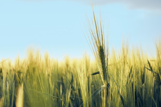 Spighe di giovane segale verde nel campo Paesaggi rurali alla luce del sole al tramonto contro un cielo blu fuoco morbido selettivo profondità di campo