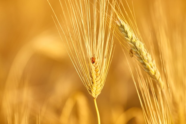 Spighe di grano e una coccinella su una spighetta su uno sfondo