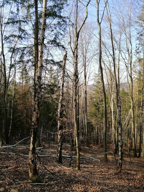 Spine verticali di fogliame e boschi secchi di Jelenia Góra, Polonia.