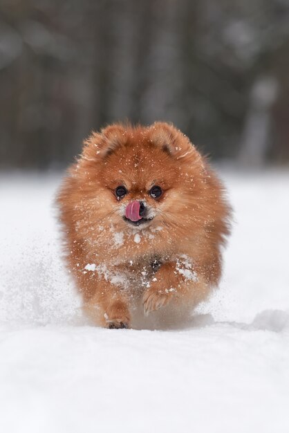 Spitz di pomeranian del bambino che gioca nella giornata invernale