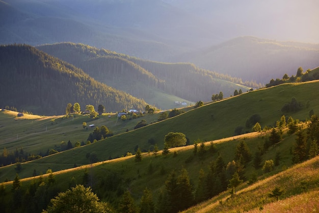 Splendida alba nebbiosa nelle montagne dei Carpazi incantevole paesaggio estivo del distretto di Vollovets fiori viola su prati erbosi e collina boscosa nella nebbia