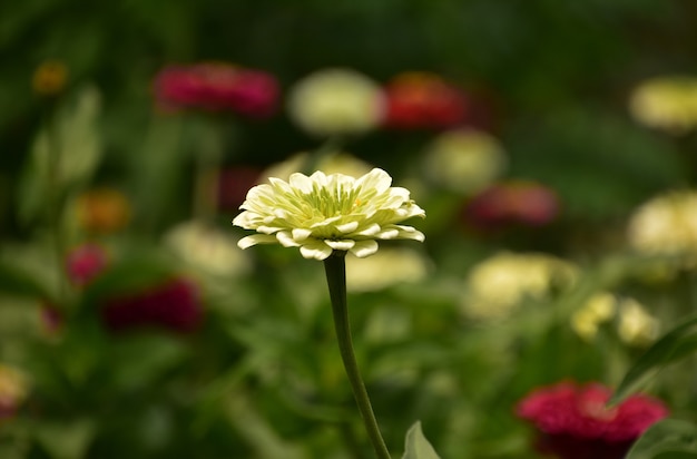 Splendida fioritura e fioritura di fiori bianchi di dalia nel periodo estivo.