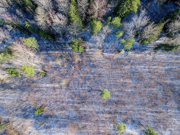 Splendida ripresa a volo d'uccello del paesaggio forestale in inverno