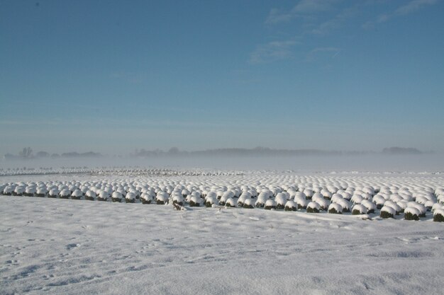 Splendida vista del paesaggio invernale con file di arbusti ricoperti di neve nel Brabante, Paesi Bassi