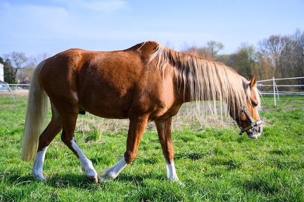 Splendida vista di un bellissimo cavallo marrone che cammina sull'erba