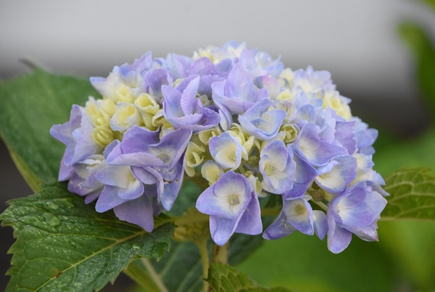 Splendidi fiori di ortensia sfumati di bianco in erba che sbocciano