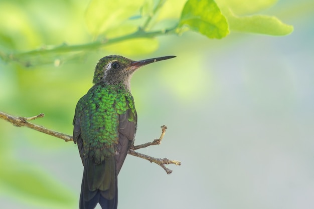 Splendido colibrì ape verde da dietro, guardando di lato all'estremità di un ramo