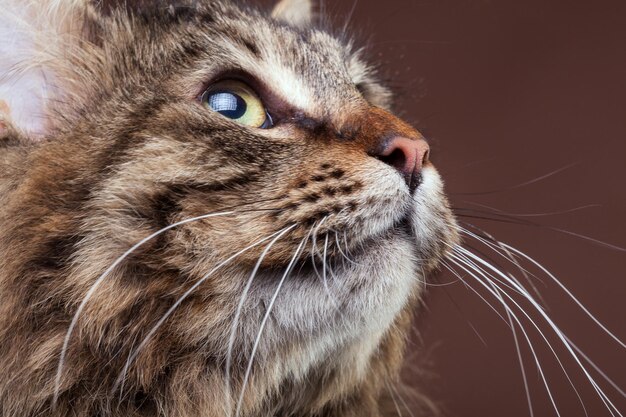 Splendido gatto maine coon che osserva in su su sfondo marrone per studio. Animale domestico dall'aspetto estremamente carino