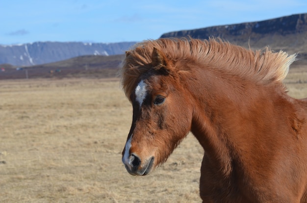 Splendido giovane cavallo islandese in Islanda.