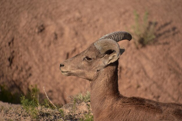 Splendido primo piano di un profilo di pecora Bighorn