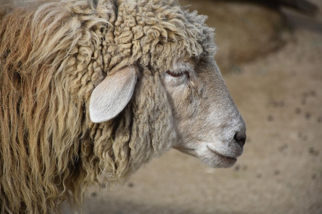 Splendido profilo di una pecora lanosa in un cortile di fattoria.
