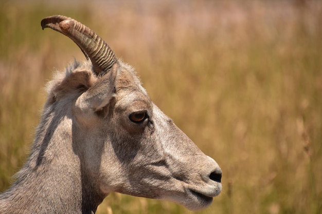 Splendido profilo laterale di una pecora bighorn giovanile da vicino