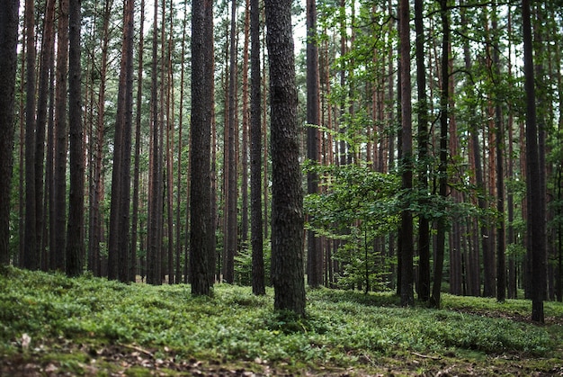 Splendido scenario di alberi ad alto fusto nella foresta