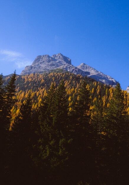 Splendido scenario di alte montagne rocciose circondate da alberi verdi