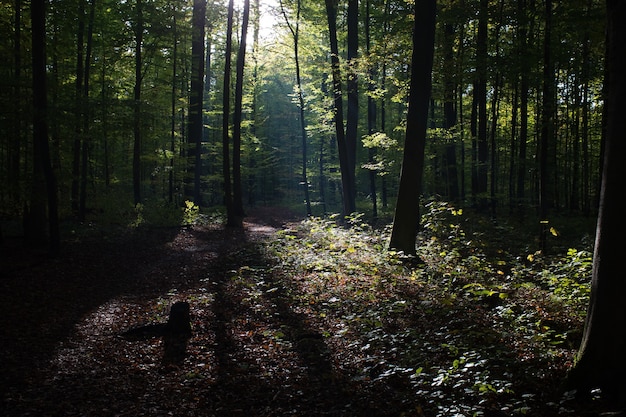 Splendido scenario di alti alberi verdi nella foresta con i raggi del sole durante il giorno