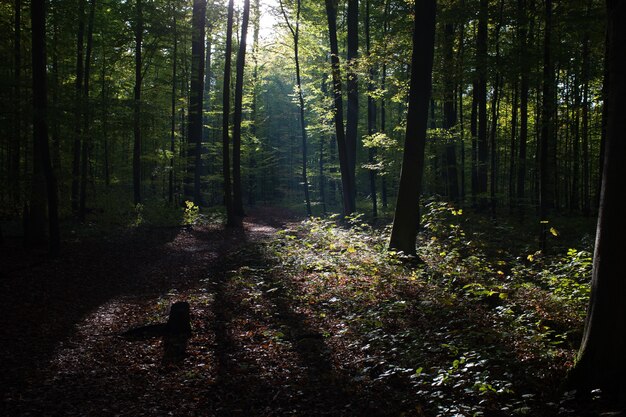 Splendido scenario di alti alberi verdi nella foresta con i raggi del sole durante il giorno