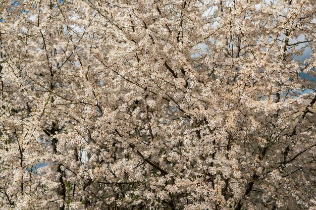 Splendido scenario di molti alberi con fiori di ciliegio bianchi