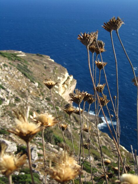 Splendido scenario di scogliere rocciose sulla costa del mare sull'isola di Filfla a Malta